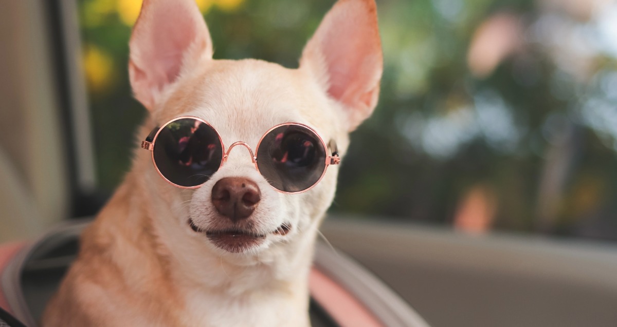 Remove Pet Hair & Odors | Rockland, MA Car Detailing